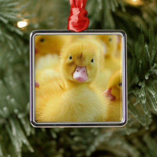 Kutest Baby Animals | Baby Duck-groep Metalen Ornament (Boom)