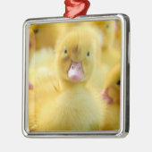 Kutest Baby Animals | Baby Duck-groep Metalen Ornament (Links)