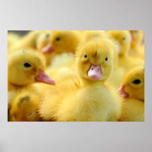 Kutest Baby Animals | Baby Duck-groep Poster (Voorkant)