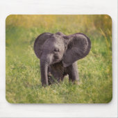 Kutest Baby Animals | Baby Elephant Kenia Africa Muismat (Voorkant)