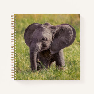 Kutest Baby Animals Baby Elephant Kenia Africa Notitieboek