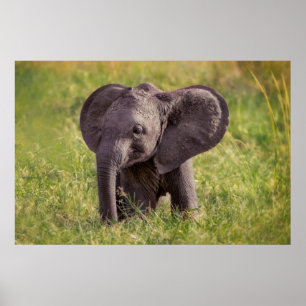 Kutest Baby Animals   Baby Elephant Kenia Africa Poster