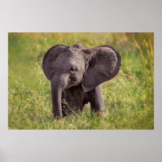 Kutest Baby Animals | Baby Elephant Kenia Africa Poster (Voorkant)