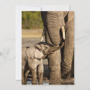 Kutest Baby Animals   Baby Elephant & Mama Bedankkaart