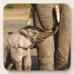 Kutest Baby Animals Baby Elephant & Mama Bier Onderzetter