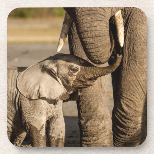 Kutest Baby Animals | Baby Elephant & Mama Bier Onderzetter (Voorkant)