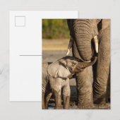 Kutest Baby Animals | Baby Elephant & Mama Briefkaart (Voorkant / Achterkant)