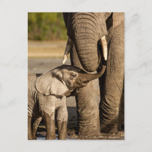 Kutest Baby Animals   Baby Elephant & Mama Briefkaart
