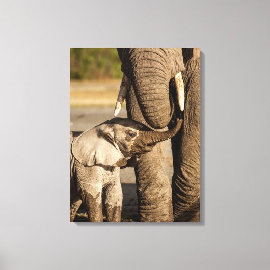 Kutest Baby Animals | Baby Elephant & Mama Canvas Afdruk (Voorkant)