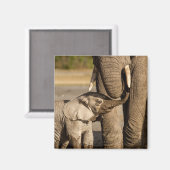 Kutest Baby Animals | Baby Elephant & Mama Magneet (Voorkant / Achterkant)