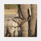 Kutest Baby Animals | Baby Elephant & Mama Magneet (Voorkant)