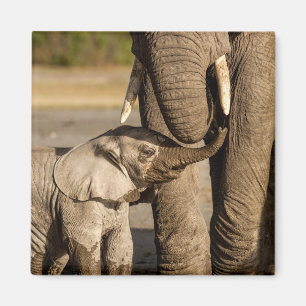 Kutest Baby Animals   Baby Elephant & Mama Magneet