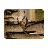 Kutest Baby Animals | Baby Elephant & Mama Magneet (Horizontaal)