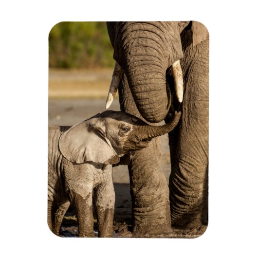 Kutest Baby Animals | Baby Elephant & Mama Magneet (Verticaal)