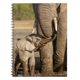 Kutest Baby Animals   Baby Elephant & Mama Notitieboek