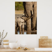 Kutest Baby Animals | Baby Elephant & Mama Poster (Keuken)