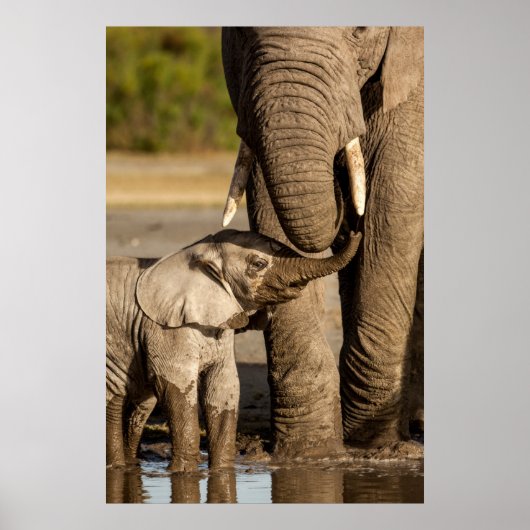 Kutest Baby Animals | Baby Elephant & Mama Poster (Voorkant)