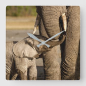 Kutest Baby Animals | Baby Elephant & Mama Vierkante Klok (Voorkant)