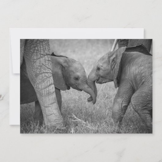 Kutest Baby Animals | Baby Elephants-groet Bedankkaart (Voorkant)
