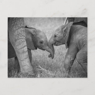 Kutest Baby Animals   Baby Elephants-groet Briefkaart