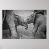 Kutest Baby Animals | Baby Elephants-groet Poster (Voorkant)