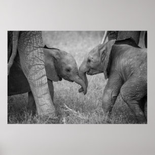 Kutest Baby Animals   Baby Elephants-groet Poster