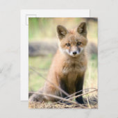 Kutest Baby Animals | Baby Fox Briefkaart (Voorkant / Achterkant)