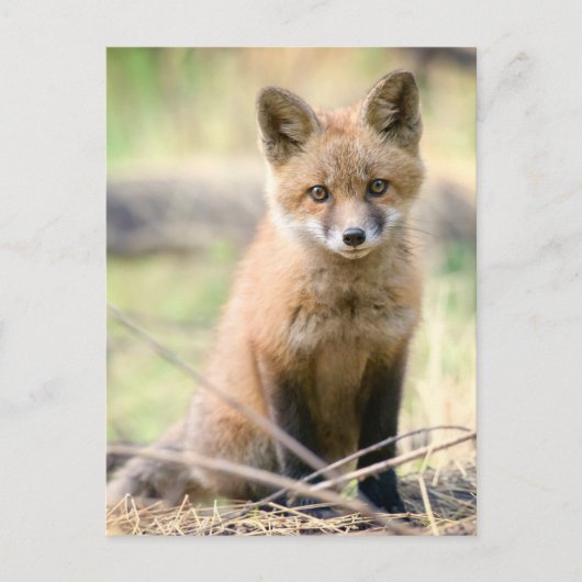 Kutest Baby Animals | Baby Fox Briefkaart (Voorkant)