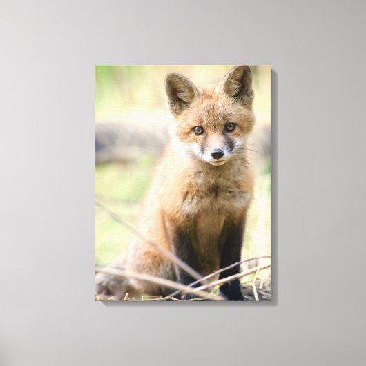 Kutest Baby Animals | Baby Fox Canvas Afdruk (Voorkant)