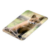 Kutest Baby Animals | Baby Fox Magneet (Linkerzijde)