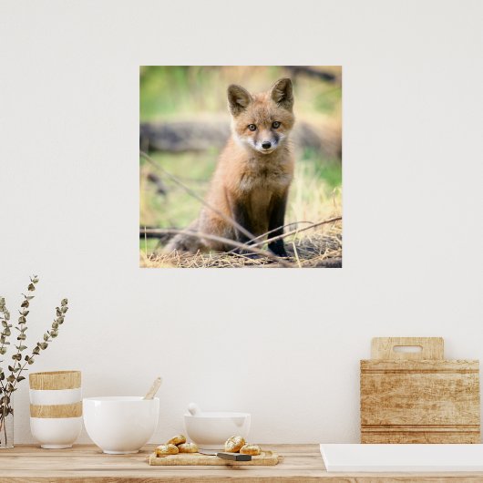 Kutest Baby Animals | Baby Fox Poster (Keuken)