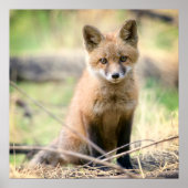 Kutest Baby Animals | Baby Fox Poster (Voorkant)