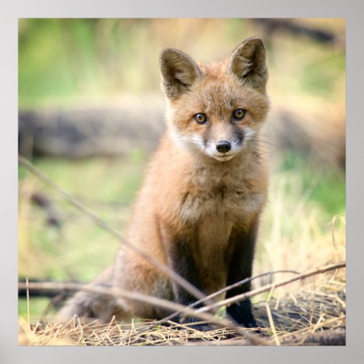 Kutest Baby Animals | Baby Fox Poster (Voorkant)