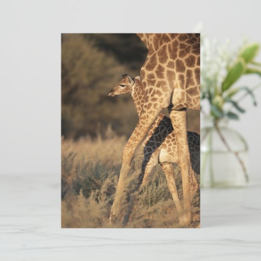 Kutest Baby Animals | Baby Giraffe en ouder Bedankkaart (Staand voorkant)