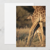 Kutest Baby Animals | Baby Giraffe en ouder Bedankkaart (Voorkant / Achterkant)