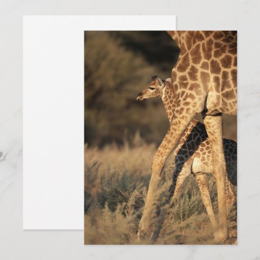 Kutest Baby Animals | Baby Giraffe en ouder Bedankkaart (Voorkant / Achterkant)