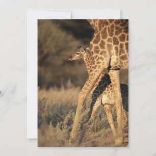Kutest Baby Animals Baby Giraffe en ouder Bedankkaart