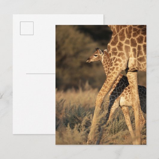 Kutest Baby Animals | Baby Giraffe en ouder Briefkaart (Voorkant / Achterkant)