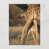 Kutest Baby Animals | Baby Giraffe en ouder Briefkaart (Voorkant)