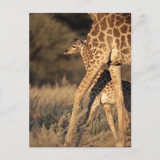 Kutest Baby Animals | Baby Giraffe en ouder Briefkaart (Voorkant)