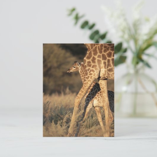 Kutest Baby Animals | Baby Giraffe en ouder Briefkaart (Staand voorkant)
