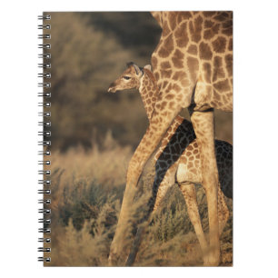 Kutest Baby Animals Baby Giraffe en ouder Notitieboek