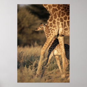 Kutest Baby Animals   Baby Giraffe en ouder Poster