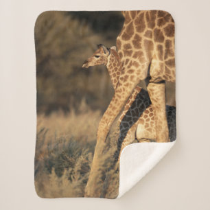 Kutest Baby Animals   Baby Giraffe en ouder Sherpa Deken