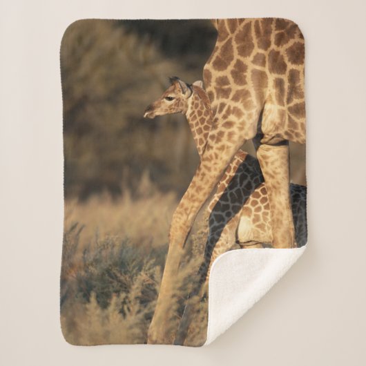 Kutest Baby Animals | Baby Giraffe en ouder Sherpa Deken (Voorkant)