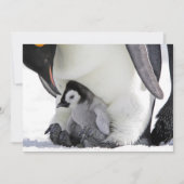 Kutest Baby Animals | Baby keizer Penguin Bedankkaart (Voorkant)