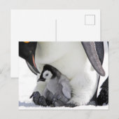 Kutest Baby Animals | Baby keizer Penguin Briefkaart (Voorkant / Achterkant)
