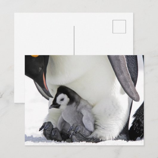Kutest Baby Animals | Baby keizer Penguin Briefkaart (Voorkant / Achterkant)