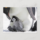 Kutest Baby Animals | Baby keizer Penguin Briefkaart (Voorkant)