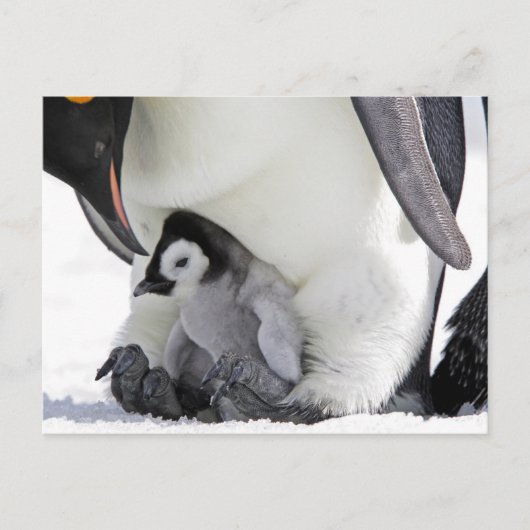 Kutest Baby Animals | Baby keizer Penguin Briefkaart (Voorkant)